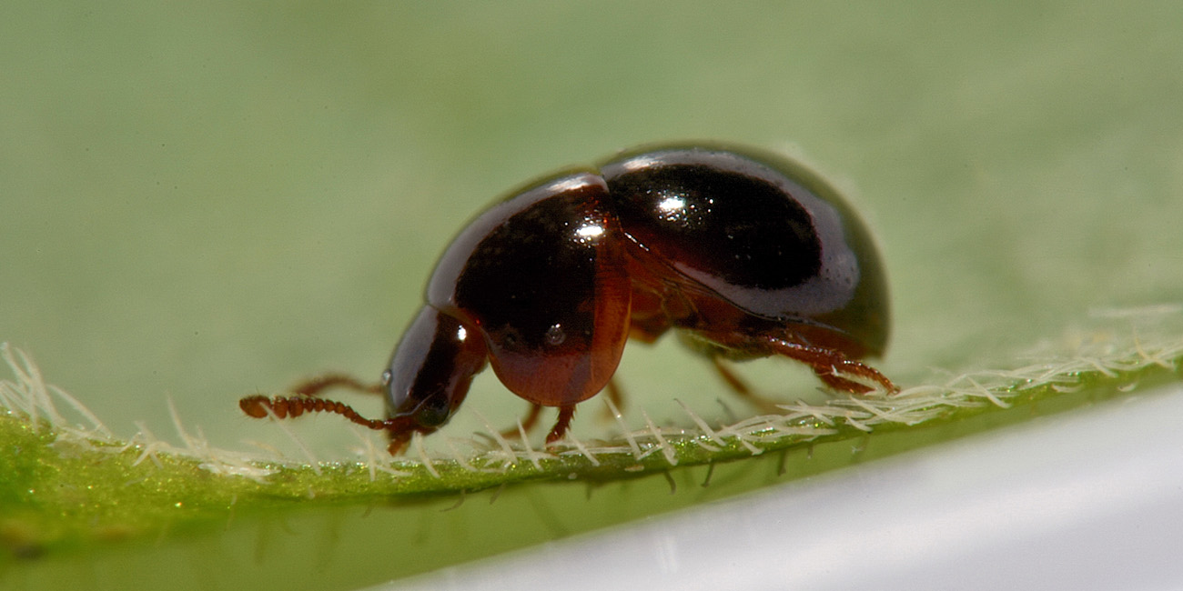 Leiodidae: femmina di Agathidium dentatum